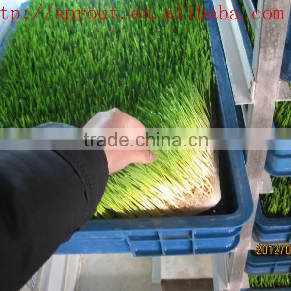 Hot Selling Automatic Barley Sprouting Machine China photo-4