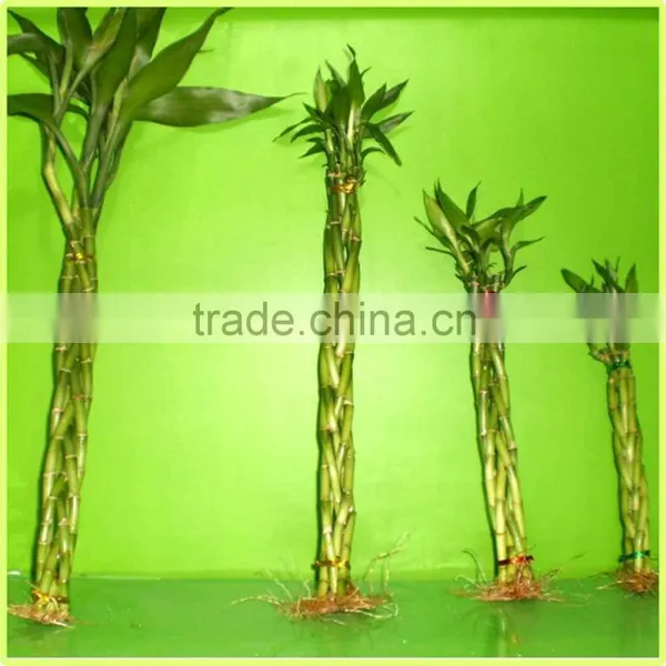 5pcs Braided Lucky Bamboo Air Bonsai Tree Dracaena Sanderiana Indoor Ornamental Aquatic Plants Nursery Garden Decoration photo-2