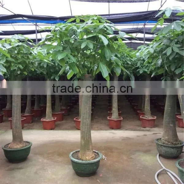 International Flowers Mini Money Tree Bonsai Made in China photo-3