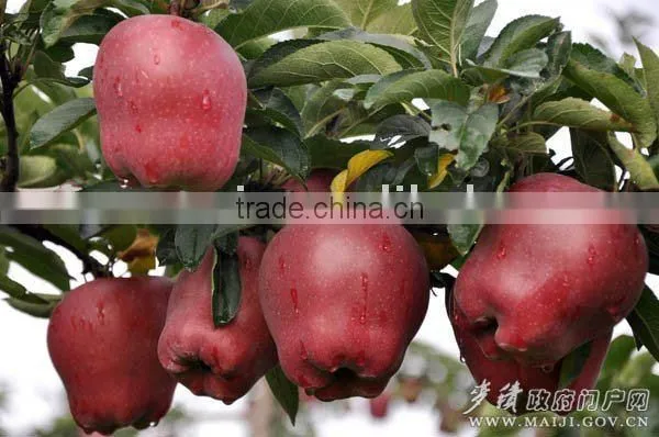 Red Delicious Apple