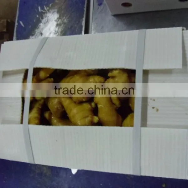 Fresh Ginger With Pvc Carton of Semi-dry Ginger photo-5