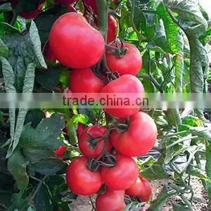 2016 Hybrid High Yield Disease-resistant Tomato Seeds for Growing- Red Princess photo-3