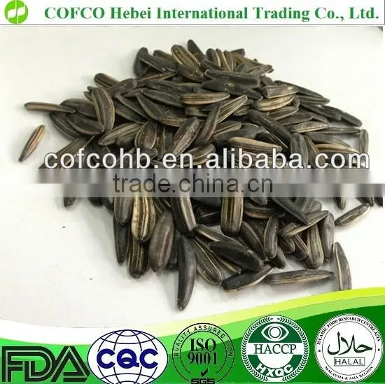 Raw Black Long Shape Sunflower Seeds photo-2