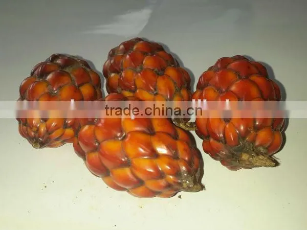 Raphia Hookeri photo-2
