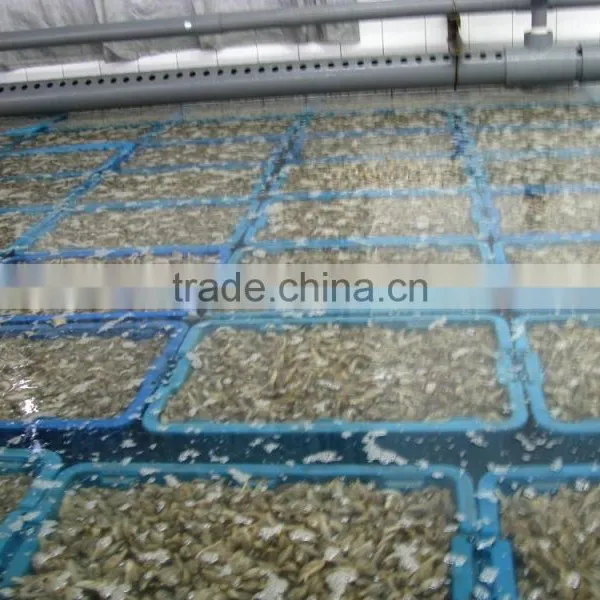 Seafood Frozen Canned Baby Clam photo-6