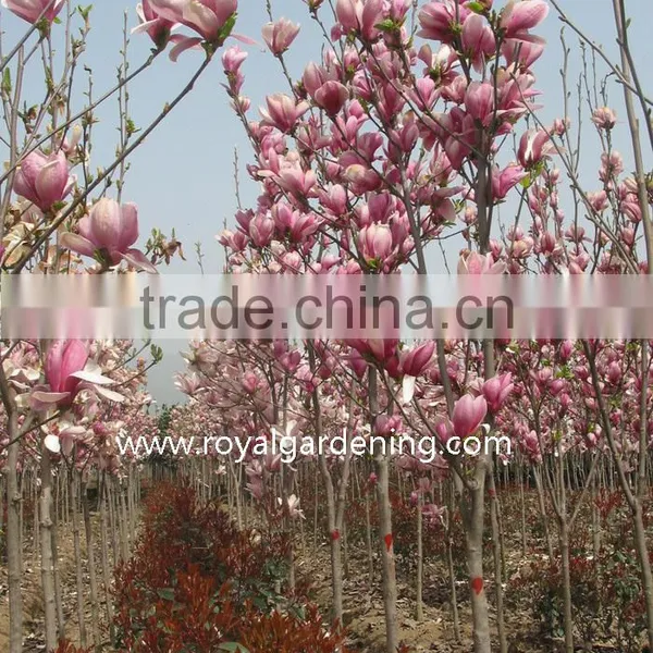 Magnolia Liliiflora (Red Magnolia)flower Trees photo-2