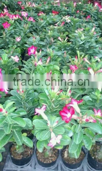 Adenium Obesum Grafted photo-4