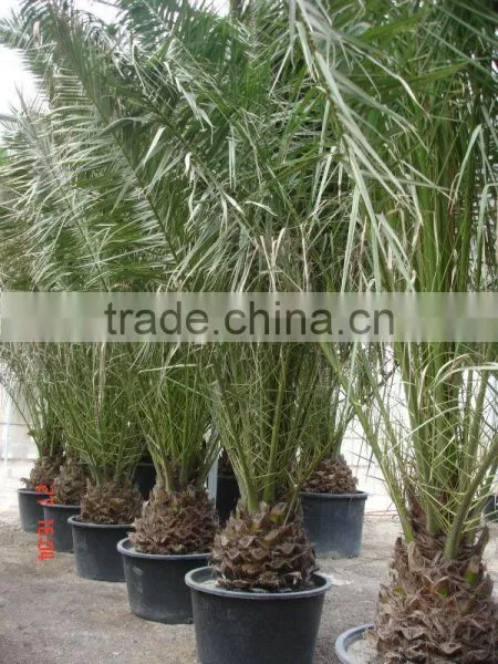 Phoenix Canariensis From 80/100 in 5 Liters Pot photo-6
