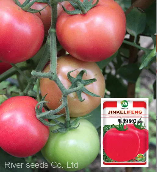 200pcs Bulk Agricultural Vegetable Seeds Supplier Garden Vegetables Hybrid Tomato Seeds for Planting