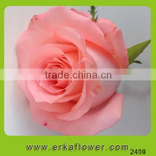 2016 New Product Crazy Selling Wide Varieties Fresh Rose photo-6