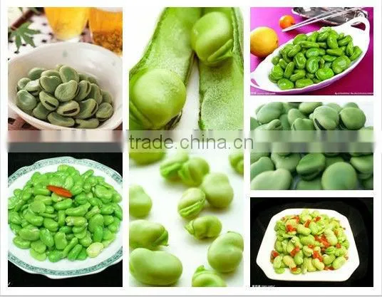 Canned Broad Beans of Good Quality