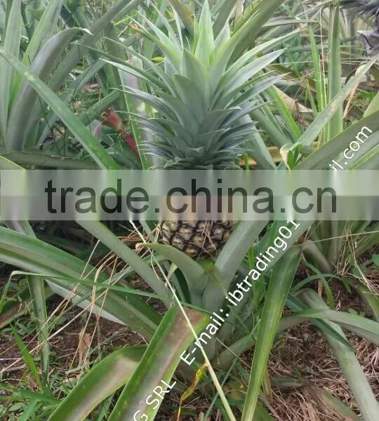 Fresh Pineapples