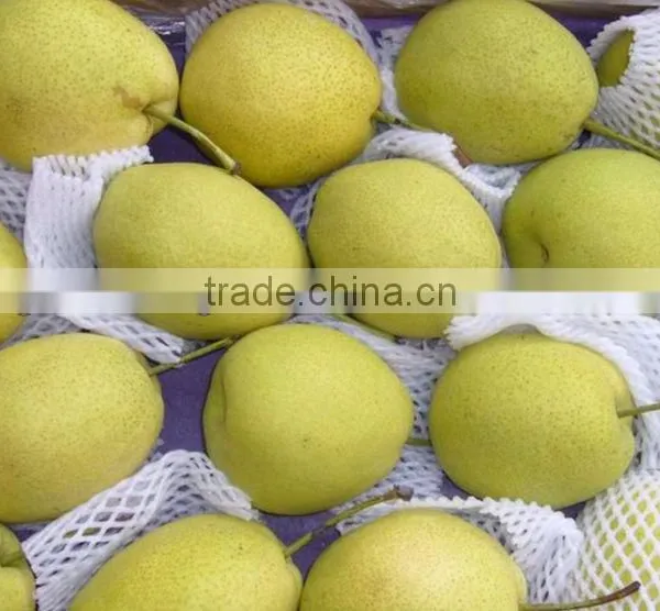 China Shandong Pear/China Delicious Nashi Pear/ya Pear photo-2
