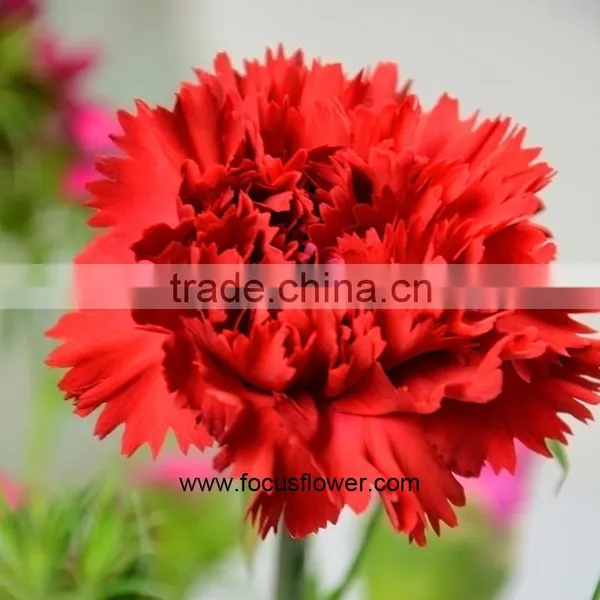 Decoration Weddings High Quality Carnation With Good Packaging Superbly Natural Carnation Flowers photo-4