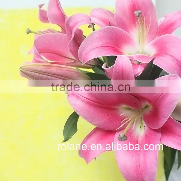 Cheap And Good China Hot Selling Fresh Cut Lilium From YUNNAN Planting Base photo-2