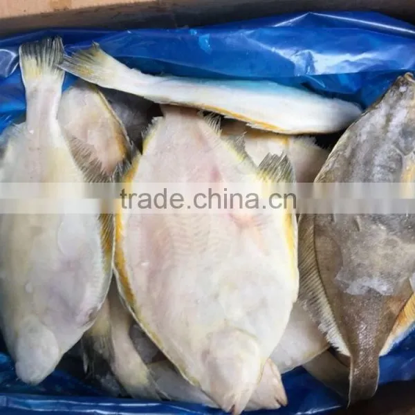 2016 New Coming Frozen Plaice/flatfish for Sale photo-3