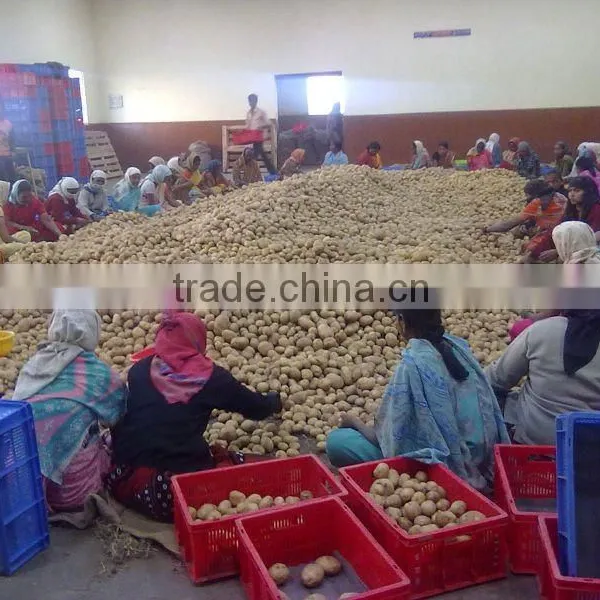 Fresh Potato Fron India