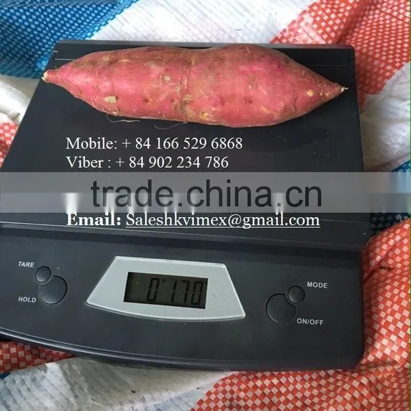 Fresh Sweet Potatoes/ Sweet Potato Export Good Prices photo-6