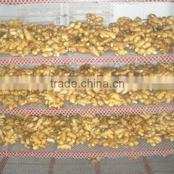All Year Round Fresh Ginger