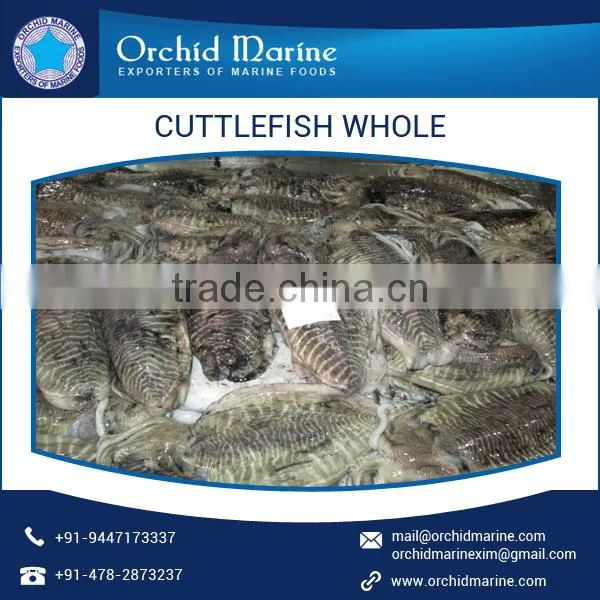 Cleaned and Frozen Whole Cuttle Fish at Export Price photo-2