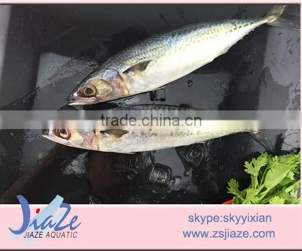 Frozen Whole Round Mackerel photo-2
