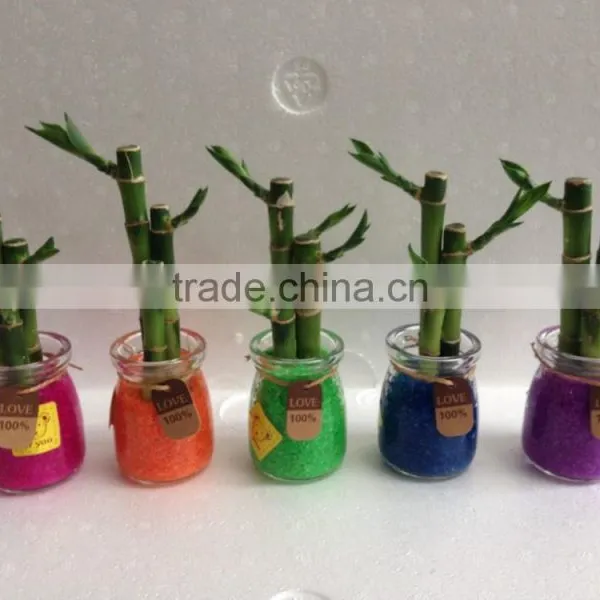 Lucky Bamboo Dracaena Sauderiana Mini Plant