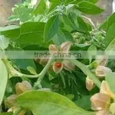 Withania Somnifera photo-3