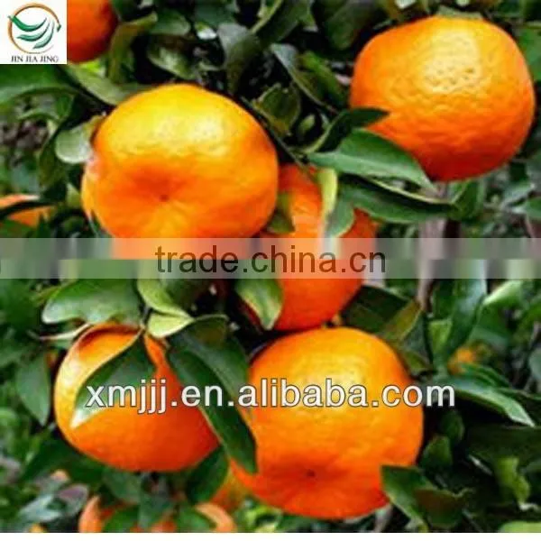 Orange Buyers photo-6