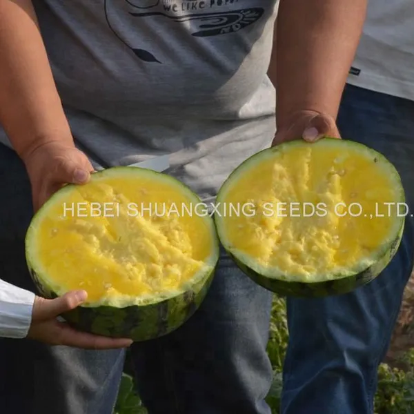 Golden Orchid Small Seedless Yellow Flesh Watermelon Seeds photo-3