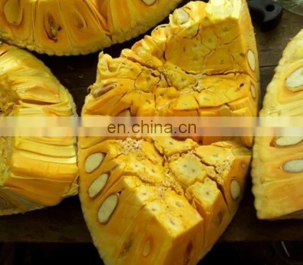 Fresh High Quality Jackfruit From Vietnam photo-2