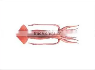WR Frozen Illex Squid - Whole, Tube, Rings and Tentacles