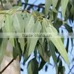 5ml Eucalyptus Oil
