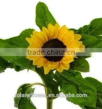 Good Smell Peonies Cut Flowers Chinese Sunflower From Kunming photo-3