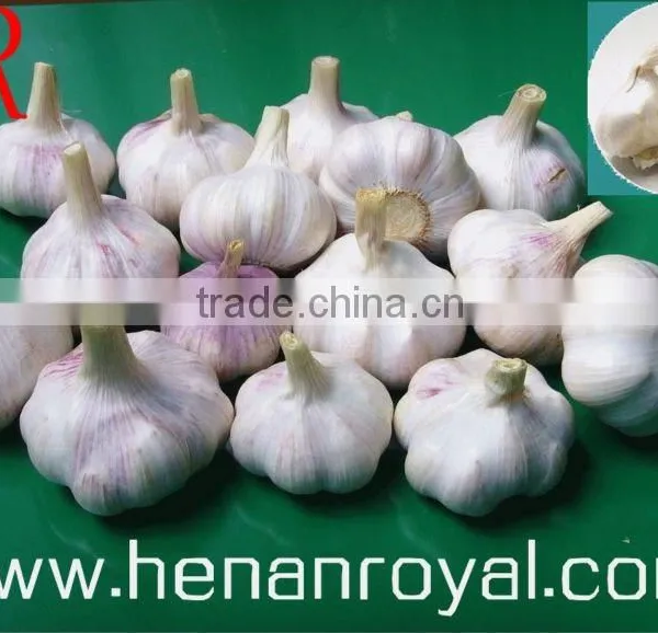 China Original Purple Fresh Garlic