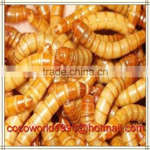Mealworms in Food/mealworms for Human Consumption/live Mealworms for Sale photo-4