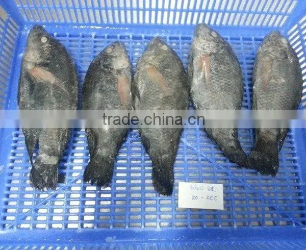FROZEN BLACK TILAPIA WHOLE ROUND