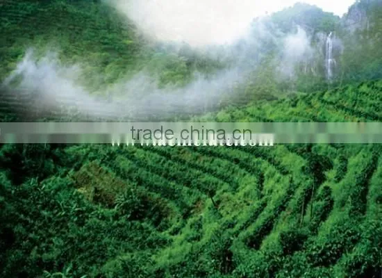 Natural and Bulk Packaging Raw Green Coffee Beans Popular Products photo-6
