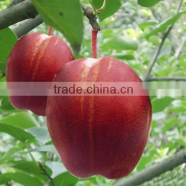 Red Flesh Apple Tree Seedling photo-3