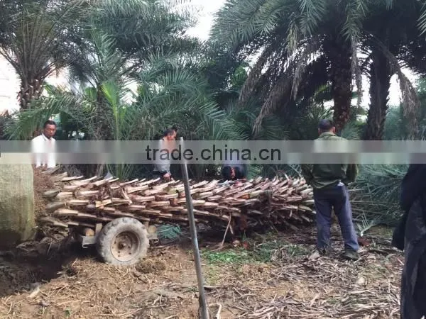 Large Date Palm Tree photo-3