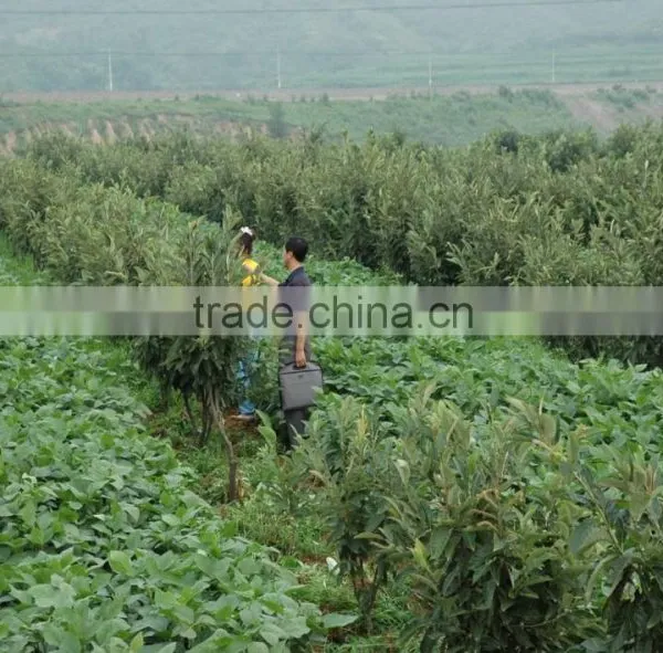 Chinese Chestnut Seedling photo-5