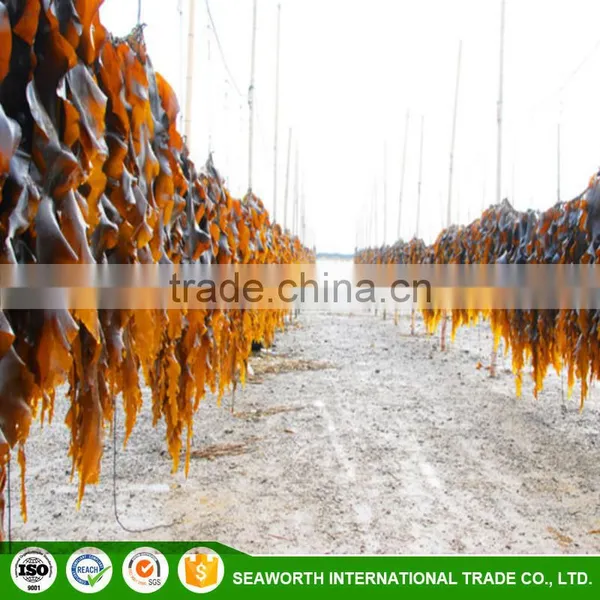 Best Sell Organic Sargassum Seaweed Fertilizer for Potato With Competitive Price photo-6