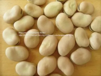 Broad Beans