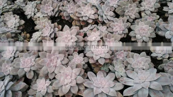 Graptopetalum Pentandrum v Superbum, Decorative Plants Echeveria, Succulent Plants, Tropical Plants