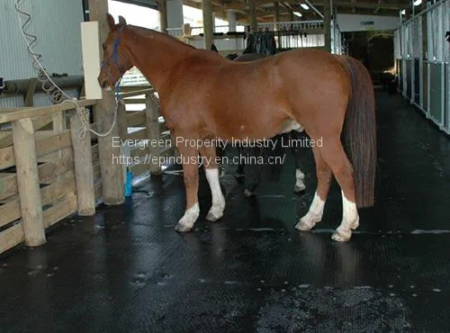 Horse Stable Rubber Mat From Qingdao Singreat in Chinese( Evergreen Properity) photo-3