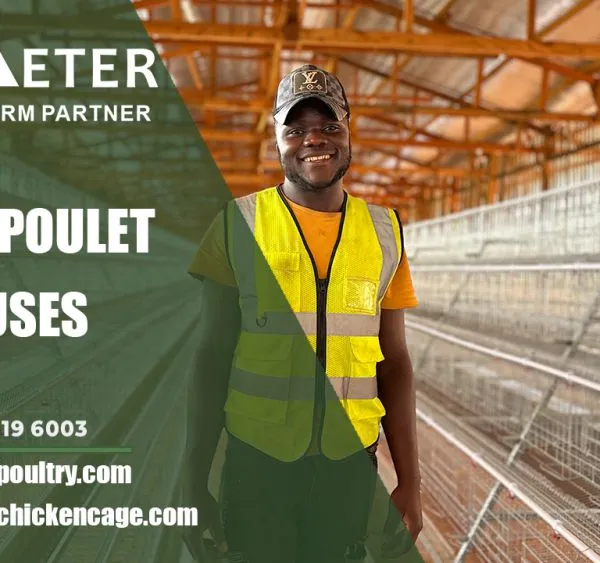 Layer Chicken Poultry Battery Cage System Factory