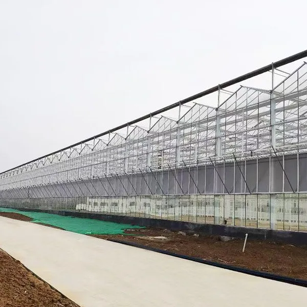 Argon-Filled Insulated Greenhouse Glass Units for Energy-Efficient Growing photo-5
