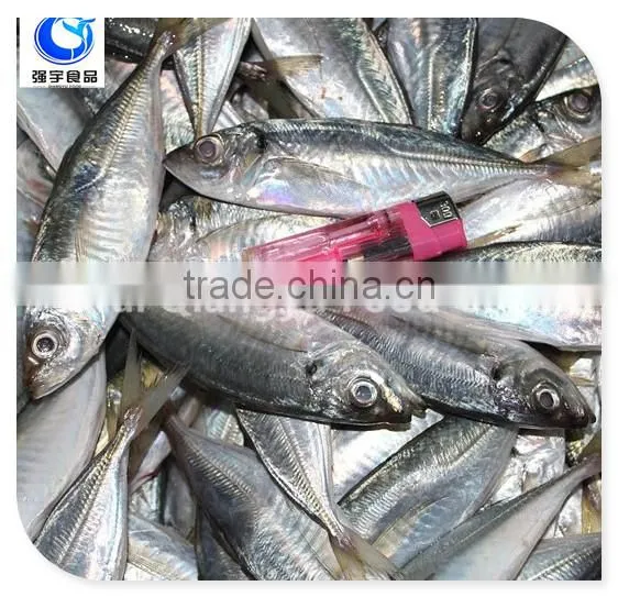Fish Product Type And Block Shape Fresh Frozen Mackerel Fish