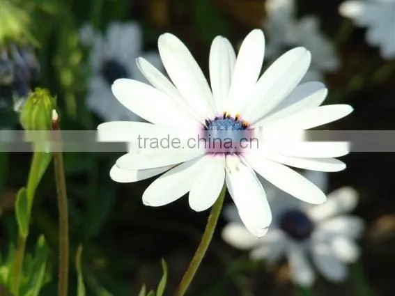 Ecklonis, Osteospermum, Flower Seeds , Herb Seed,vegetalbe Seed,fruit Seed,grass Seed photo-6