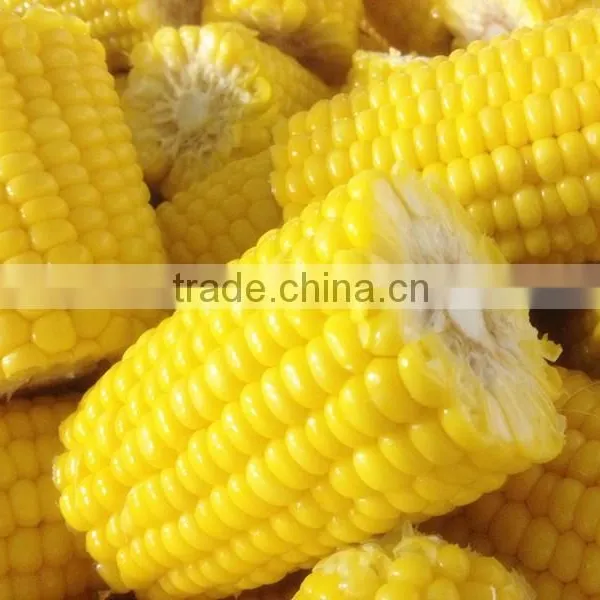 Frozen IQF Whole Sweet Corn and Cob photo-3