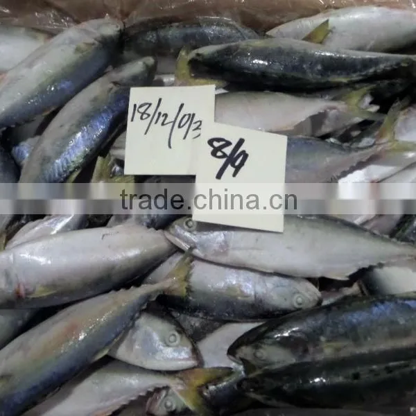 FROZEN LOLIGO SQUID WHOLE photo-4